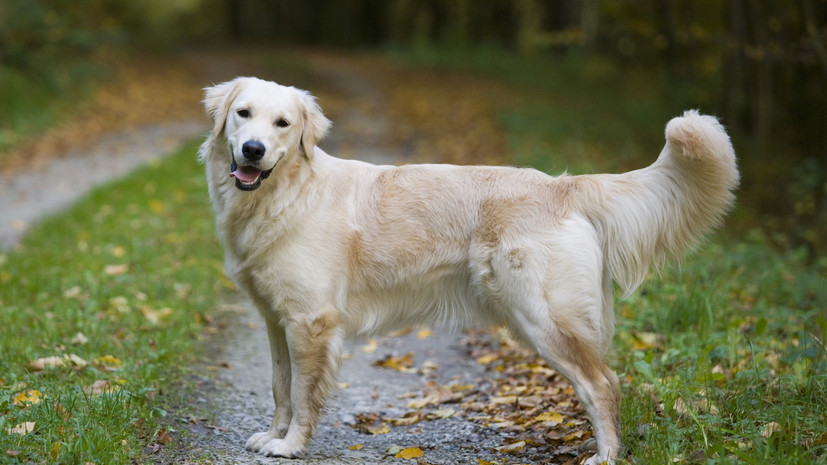 В столице проведут «Хвостатые старты» в рамках проекта «Лето в Москве»