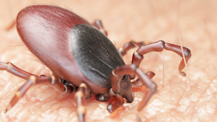 В Пермском крае от клещей пострадали более 13 тысяч местных жителей