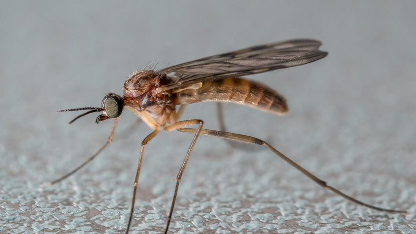 Биолог Марьинский: комары столичного региона не являются переносчиками инфекций