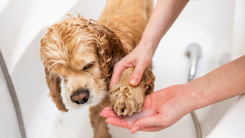 Кинолог Голубев: привычку мыть лапы у собаки нужно вырабатывать постепенно