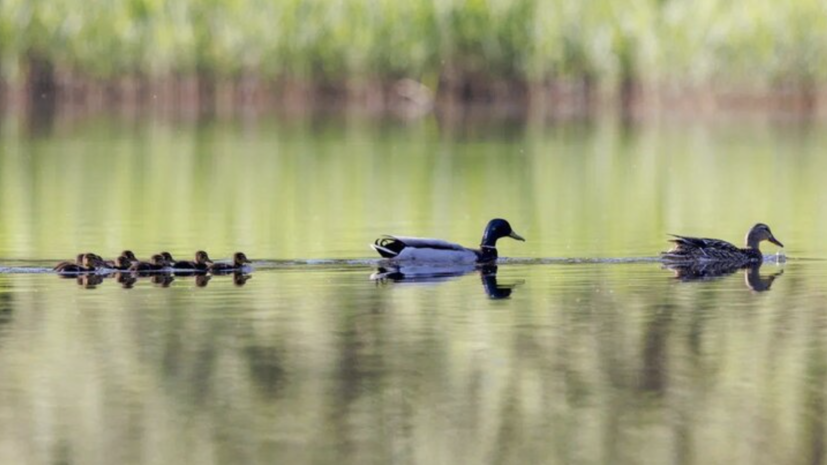 На зелёных территориях Москвы у водоплавающих птиц появились птенцы