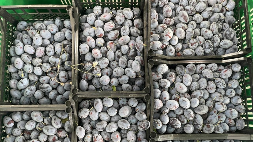 Площадь фруктовых садов на Ставрополье превышает 12 тысяч га