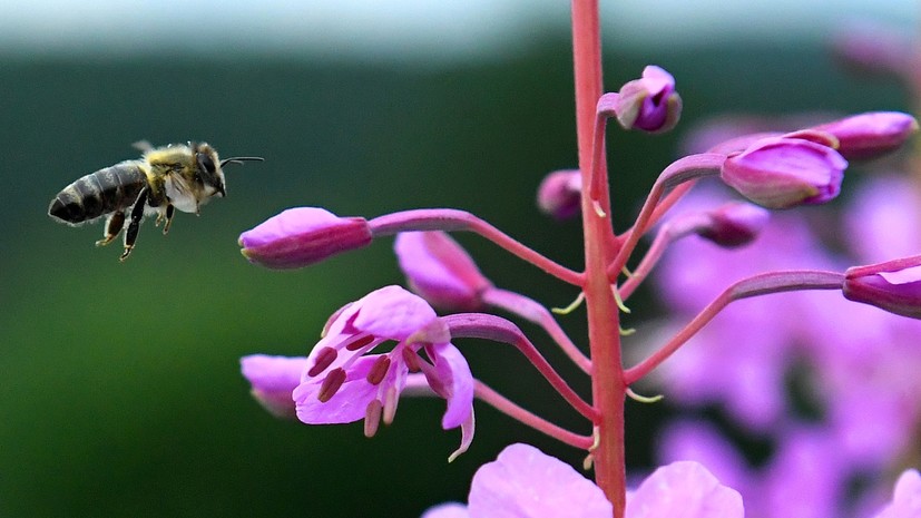 Диетолог Русакова: иван-чай успокоит нервы и улучшит сон