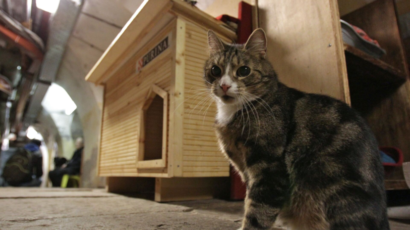 Музей Эрмитаж подыскивает новых хозяев для котов Твистера и Мистера