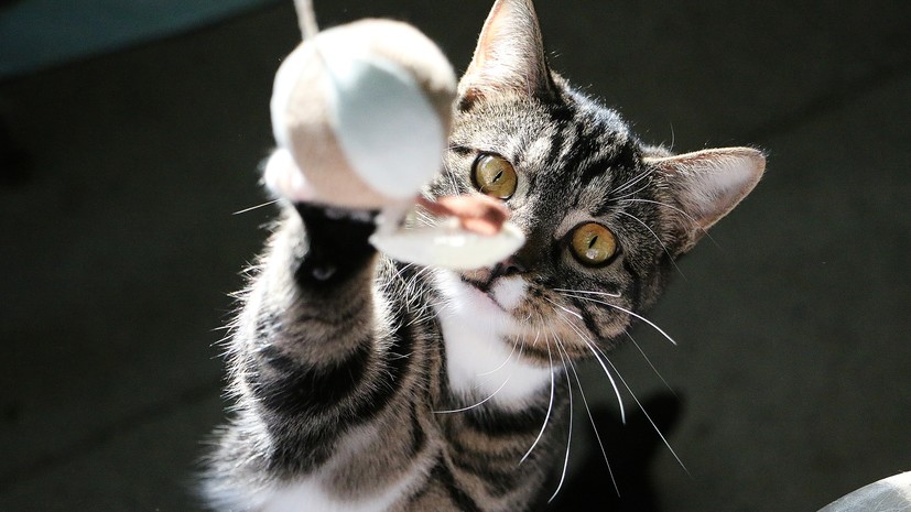 Ветеринар Меликова рекомендовала играть с кошкой до 3 раз в день