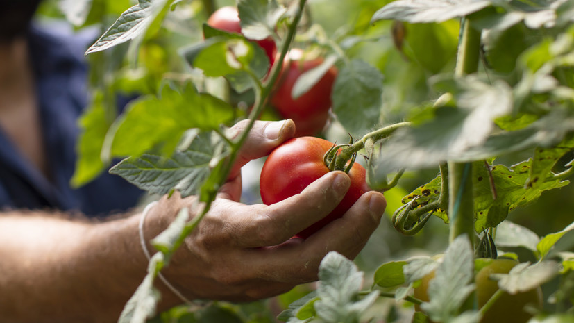 Садовод Ганичкина рассказала, как спасти урожай помидоров при похолодании