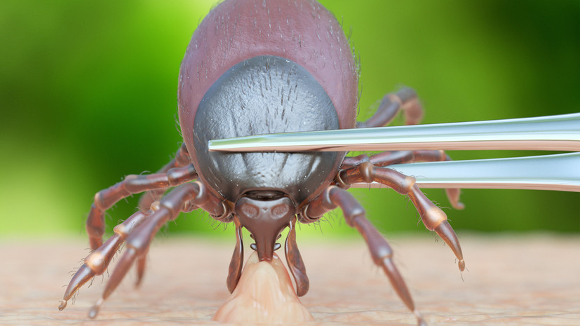 В Пермском крае более 18 тысяч жителей обратились за помощью из-за укусов клещей