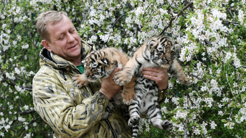 Сотрудница парка «Тайган» отогнала от директора Зубкова напавшего на него льва
