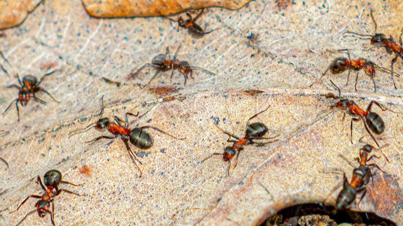 В Москве рассказали об обитающих на зелёных территориях столицы видах муравьёв