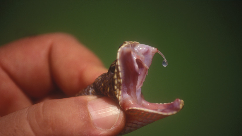 Инфекционист Волчков посоветовал не лечить укус змеи самостоятельно