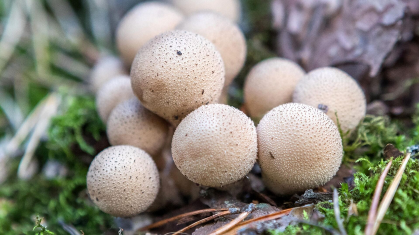 Специалист Тихомиров: в Подмосковье появились белые сетчатые грибы