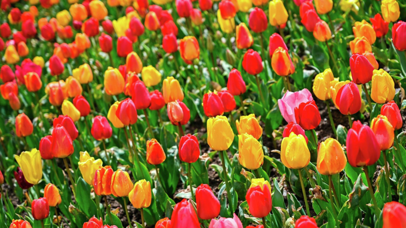 Специалист Золотарёва: луковичные цветы могут быть вредны для животных