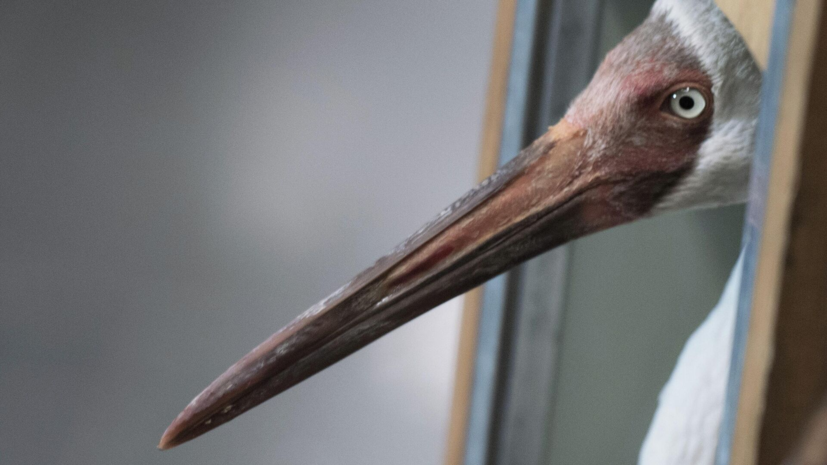 Научная экспедиция в Якутии провела работу по увеличению популяции стерхов