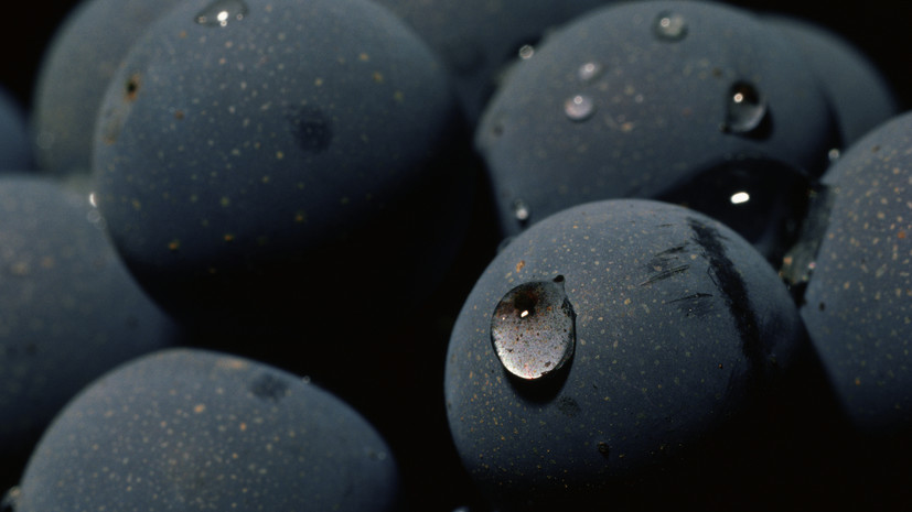 Агроном Исполатов посоветовал проводить летнюю обрезку винограда