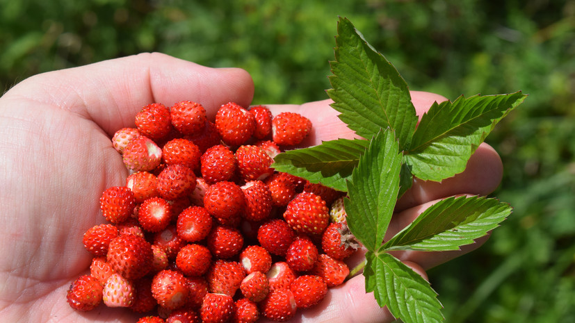 Агроном Воробьёв рассказал о различиях сортов земляники