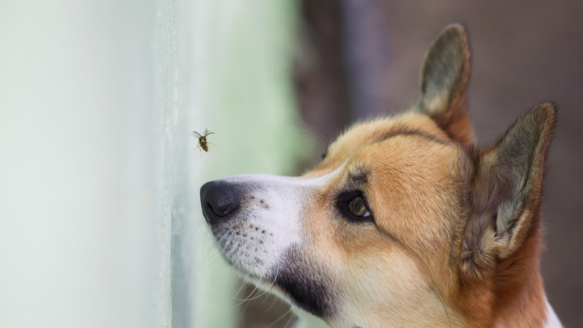 Ветврач Шеляков рассказал о действиях на случай, если питомца укусила оса