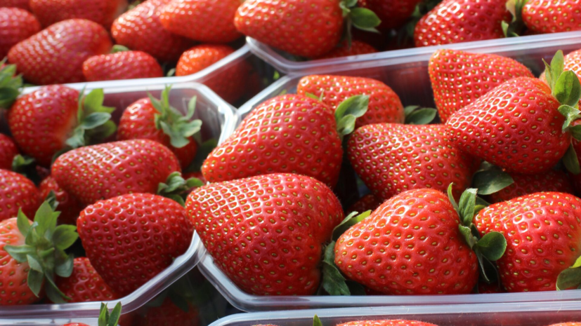 Агроном Абрамов посоветовал мыть клубнику непосредственно перед употреблением