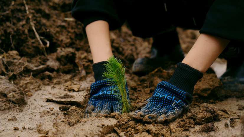 В парке Переделкино высадили 6 тысяч сосен