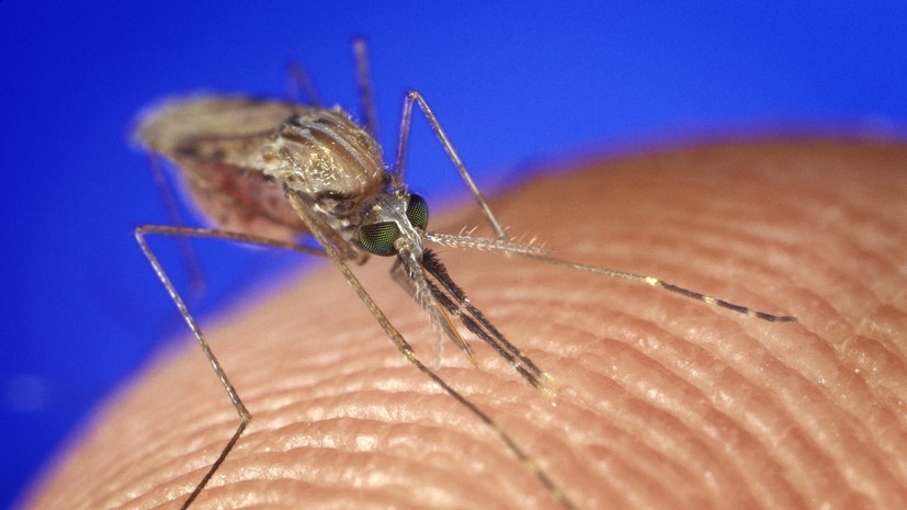 Аллерголог Коротеева рассказала, когда укусы комаров представляют опасность