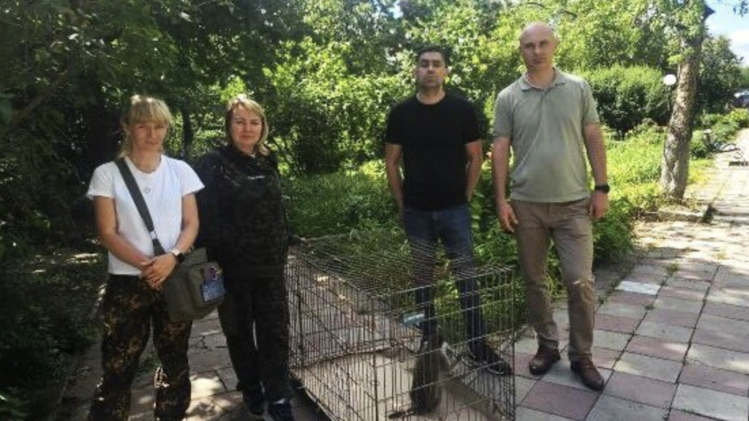 Зелёную мартышку нашли в квартире жителя ЛНР