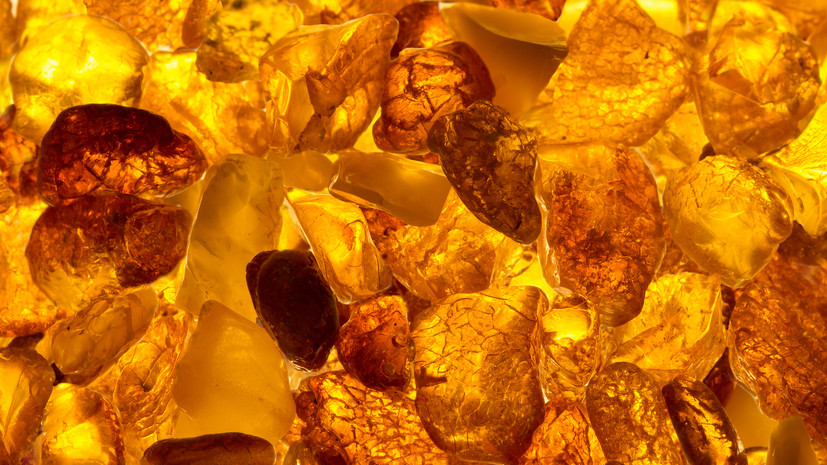 В Калининградской области в янтаре нашли таракана возрастом 35 млн лет