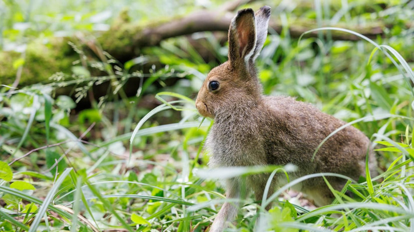 В парк «Лосиный Остров» выпустили шесть молодых зайцев-беляков