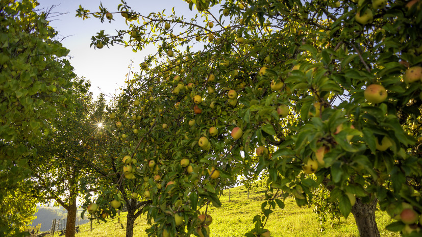 Садовод Самойлова рассказала, как правильно подкармливать яблони летом
