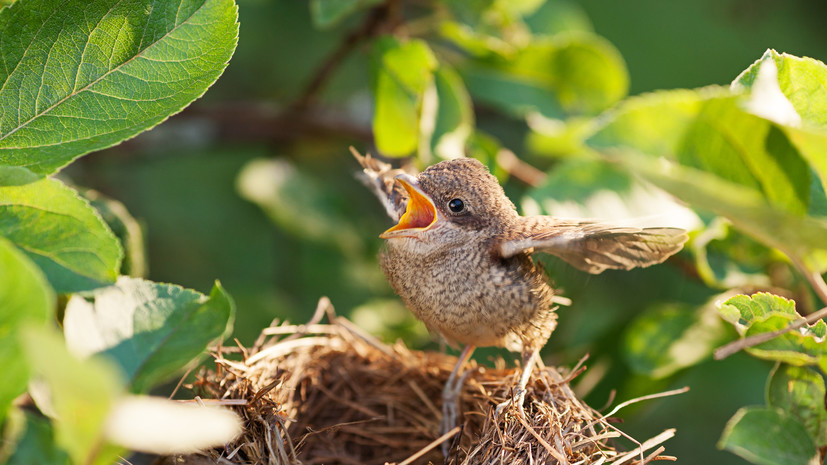 Столичные орнитологи дали советы при нахождении птенца-слётка