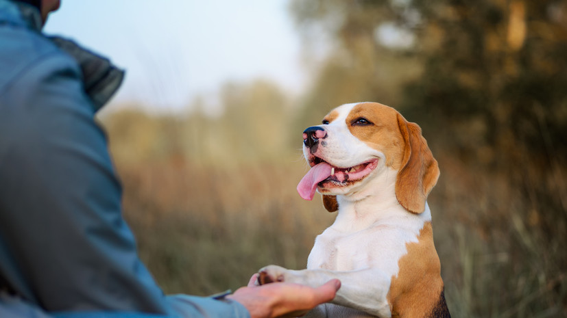 В полиции Курганской области назвали лучших кинологов