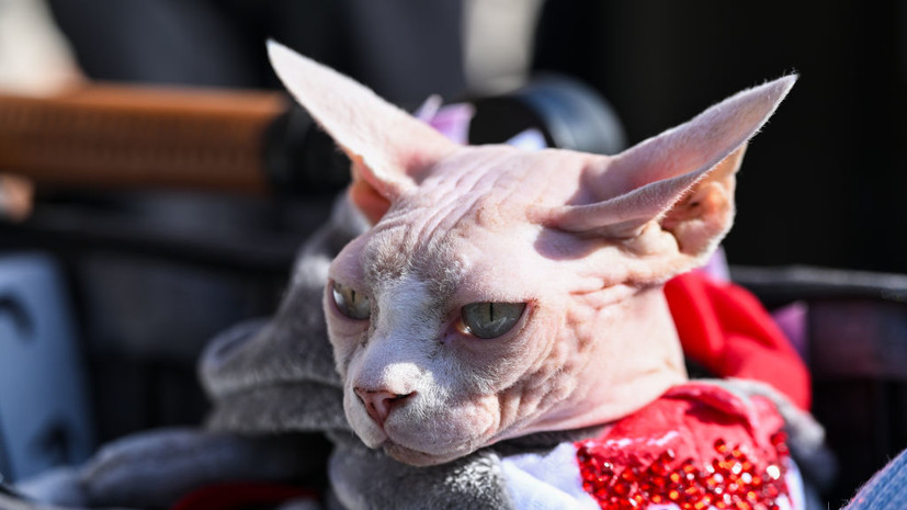 Ветеринар Шеляков посоветовал следить за состоянием кожи лысых кошек летом