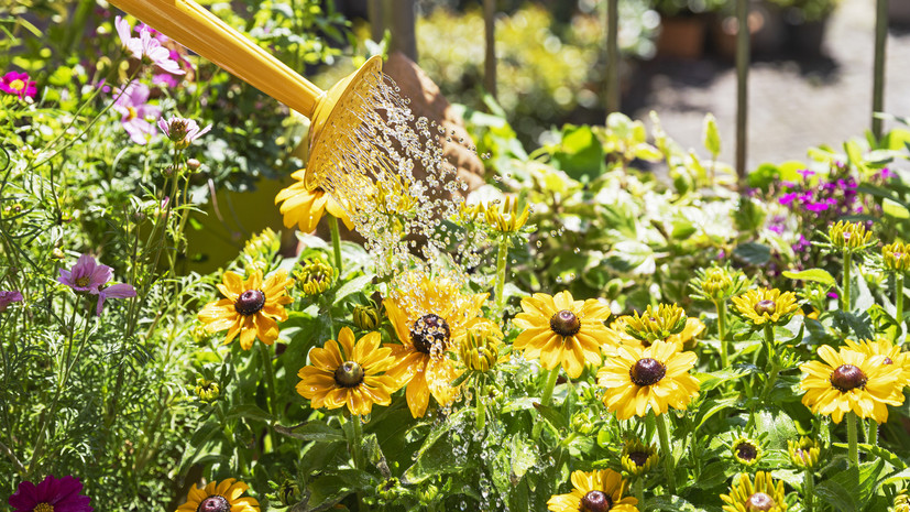 Садовод Самойлова назвала глинистую почву самой сложной