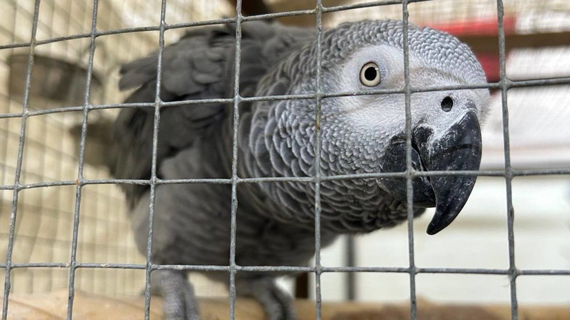 Таможенники пресекли контрабанду редких попугаев из Средней Азии