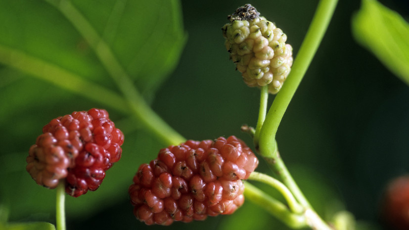 Биолог Наполов: шелковицу нельзя употреблять натощак