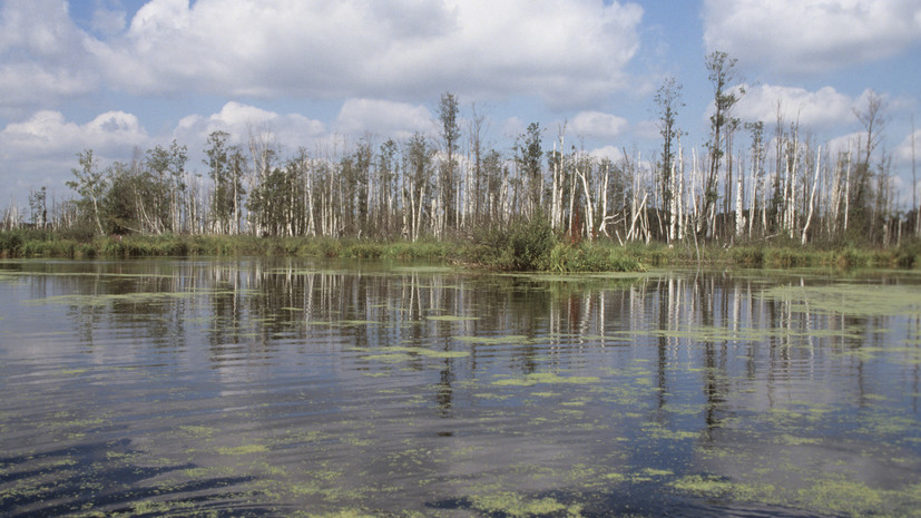 Учёные проводят оценку экосистем прудов в Лосином Острове