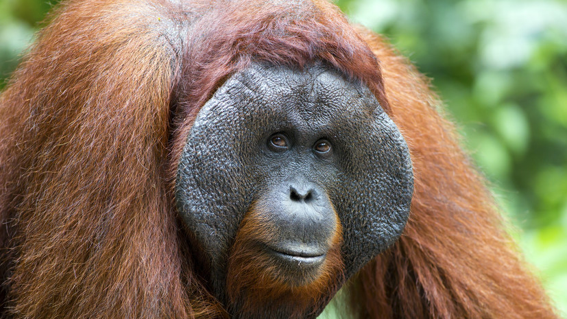 Журова: боксёрше Лучкиной грозит уголовное дело за инцидент с орангутаном