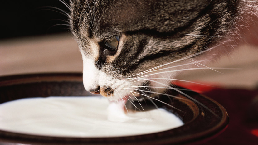 Ветеринар Шеляков рассказал о вреде большого количества молока для кошек