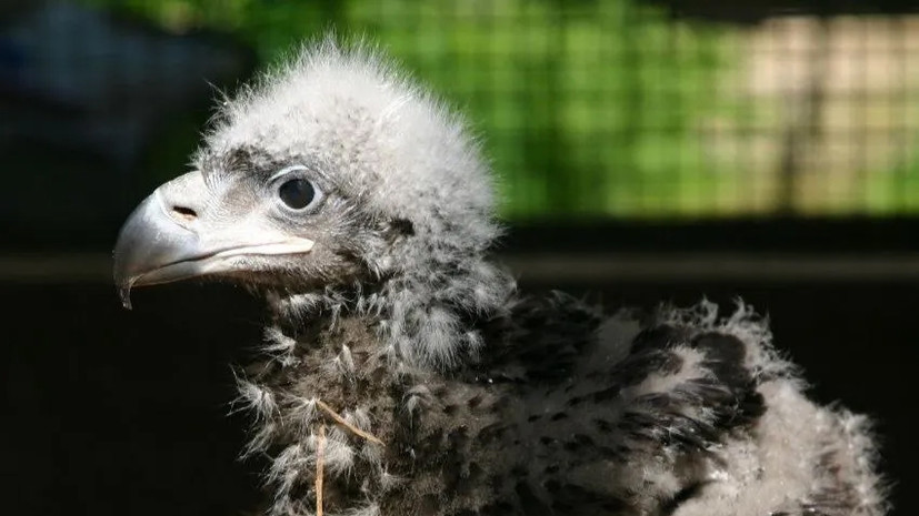 В Московском зоопарке появился птенец редкого белоплечего орлана