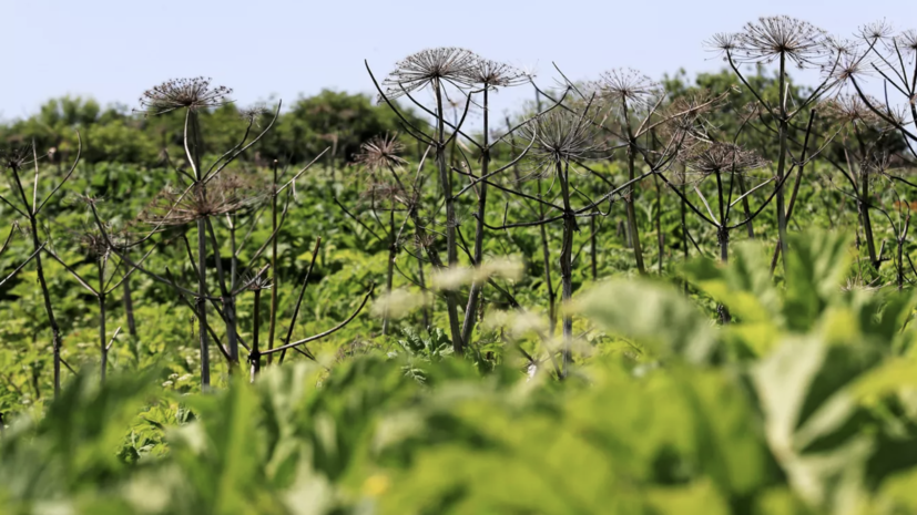 Агроном Викулов назвал мульчирование эффективным способом борьбы с сорняками