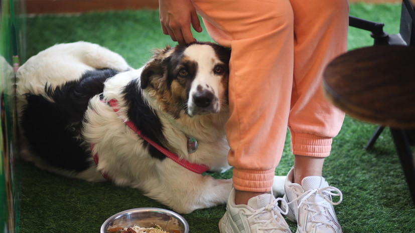 Каждый четвёртый россиянин посещал кафе и рестораны с питомцами