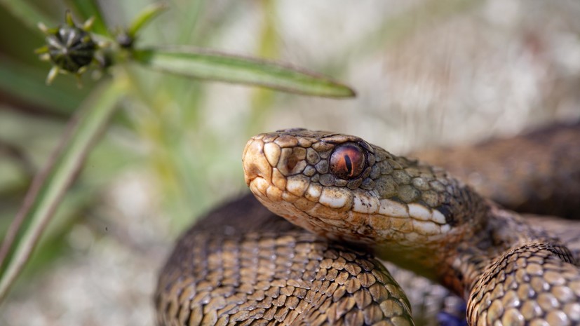 Названа самая опасная змея средней полосы России