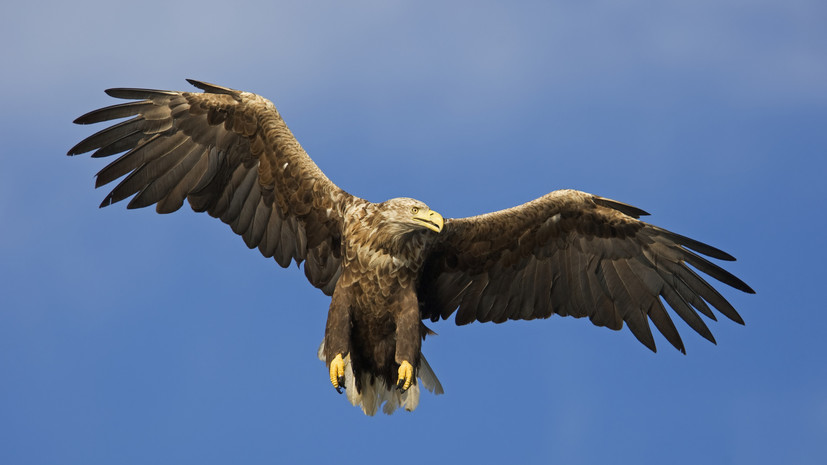 Гнездо редкого орлана-белохвоста нашли на самом южном острове Дальнего Востока