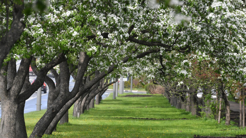 Агроном Михайлова рассказала о способах борьбы с вредителями на яблонях