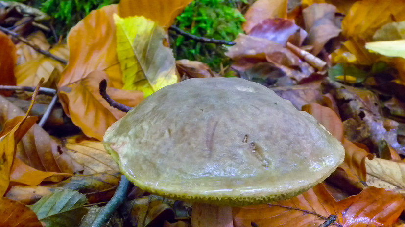 Грибник Тихомиров: среди трубчатых грибов в средней полосе нет ядовитых