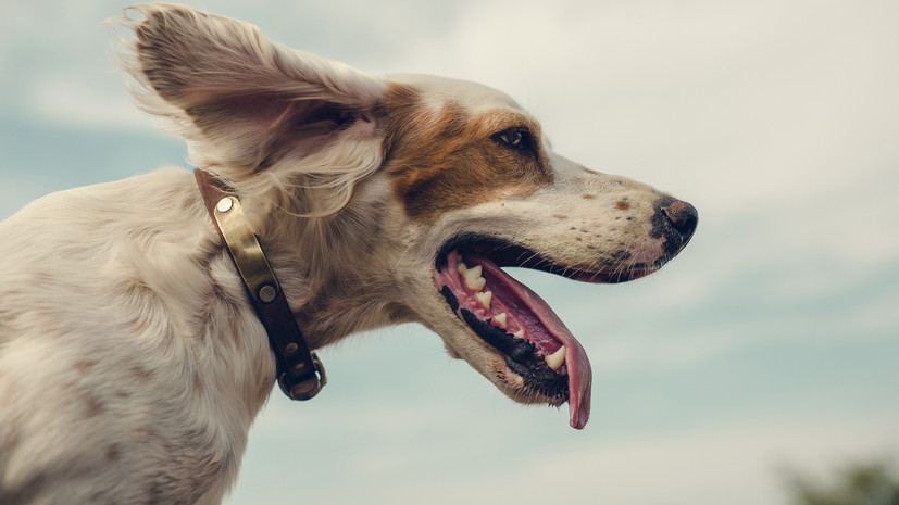 Кинолог Голубев: не позволяйте собакам пить из водоёмов — это может быть опасно