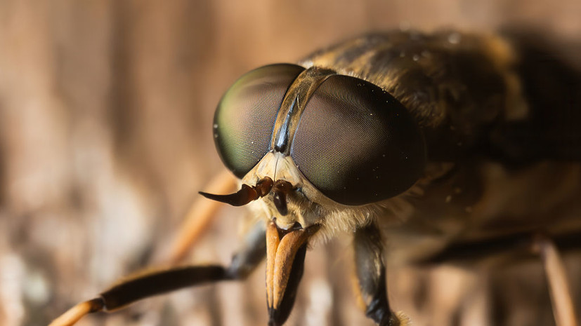 Врач Фишкин рассказал, что делать при укусе слепня