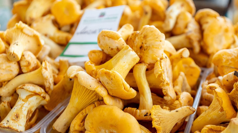 На столичных ярмарках начали продаваться первые лисички