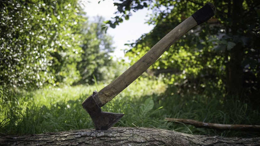 Юрист Русяев рассказал, ждёт ли наказание за рубку деревьев на дачном участке