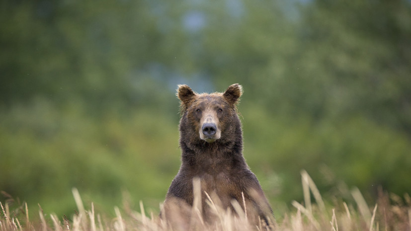 Жители Прикамья выберут имя для спасённой медведицы из Нытвы