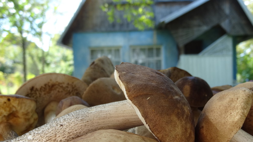 Миколог Дьяков перечислил три причины никогда не собирать грибы на даче