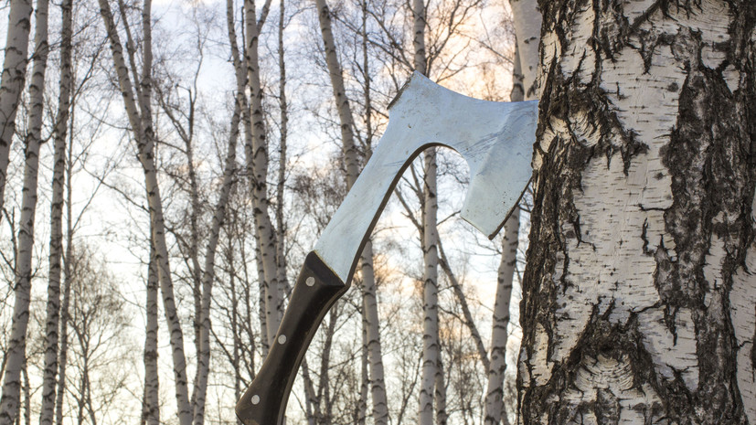 Специалист Матюшенков рассказал, в каком случае не требуется согласование на вырубку